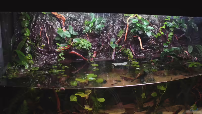 Landteil 20.08.2013 von Koehler (7)