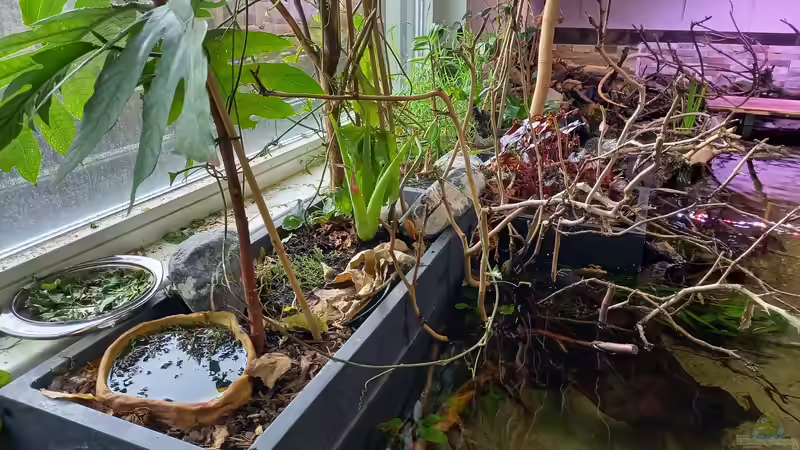 Landteil für die pfeilgiftfrösche und die futterschale für die iguana iguana. von Daniel Mayer (11)