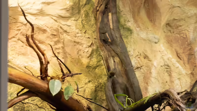 Landteil links von Schlangenschulz (3)