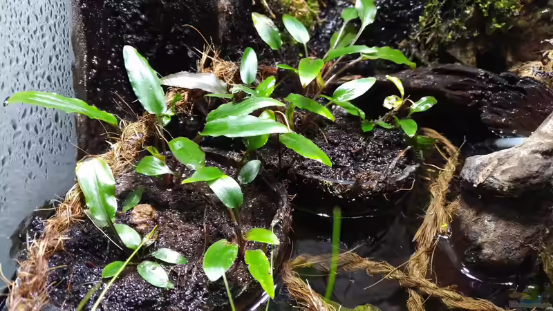 Landteil mit Cryptocorynen von aquariumwelt (5)