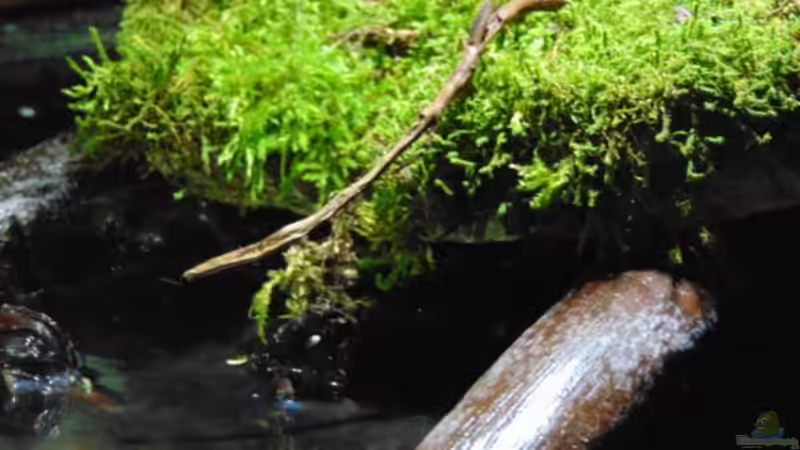 Landteil mit Moos und Totholz von Markaroni (13)