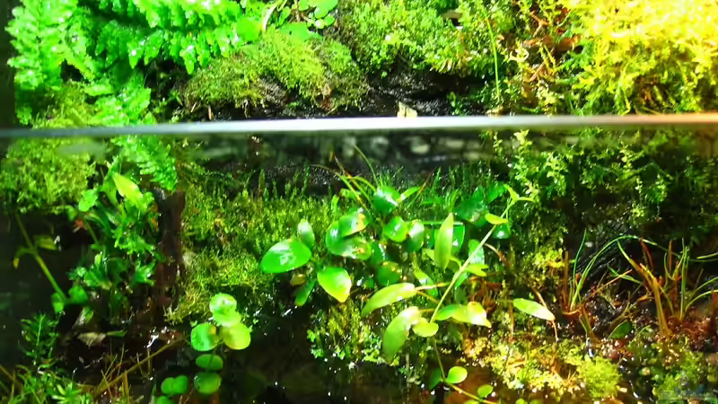 Landteil von Manni 13 (2)