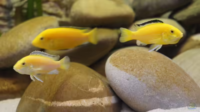 Lang hat es gedauert bis es mit dem Bild geklappt hat von Richy (39)