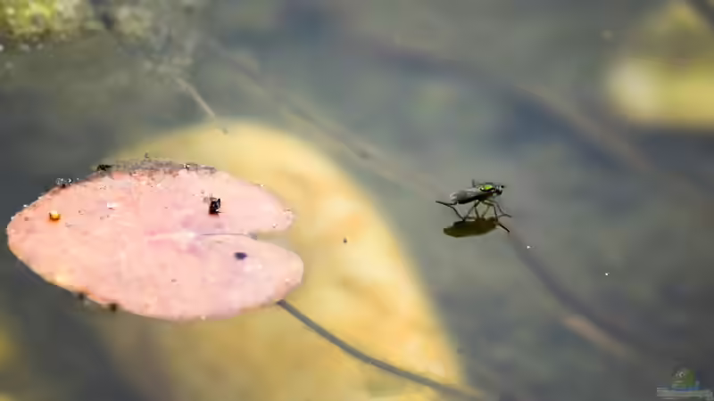 Langbeinfliege  (Dolichopodidae) 16.07.2019 von Acki50 (88)