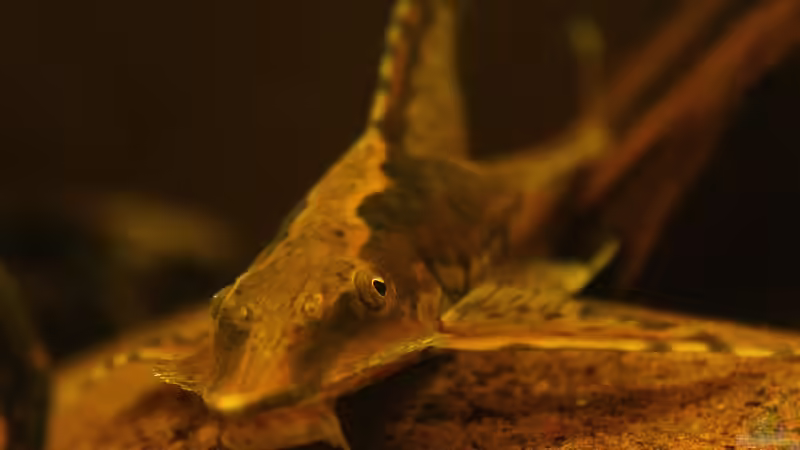 Lange Flossen aus Venezuela, der Sturisoma festivum  / Langflossen-Harnischwels