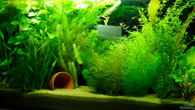 Lange Seite (zeigt zum Schreibtisch hin) von Naddäl (3)