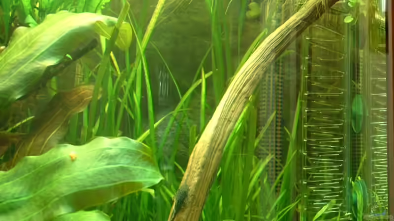 lange Wurzel mit Ancistrus von Herzilein (27)