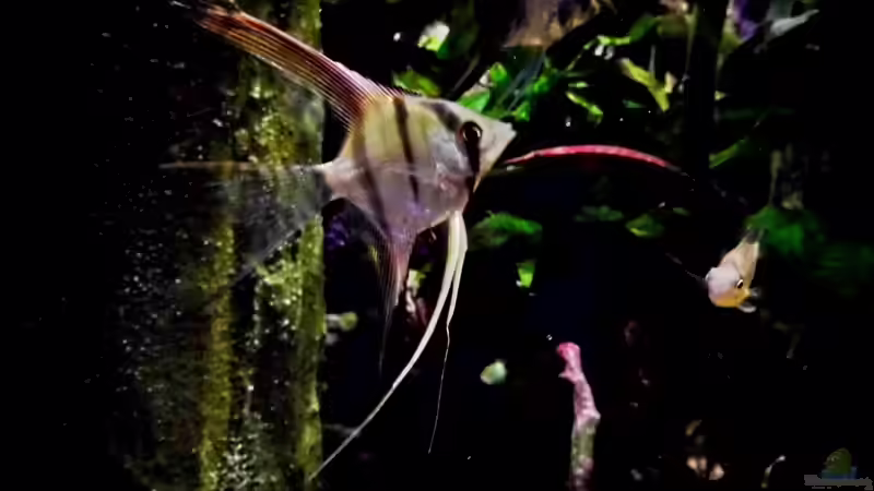 Langflossen-Skalar  (Naturfarben) von snooze (103)