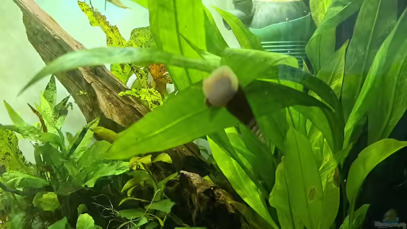 Langnasenschnecke 22.09.2023 von okefenokee (80)