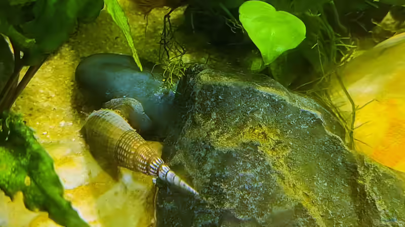 Langnasenschnecke von okefenokee (79)