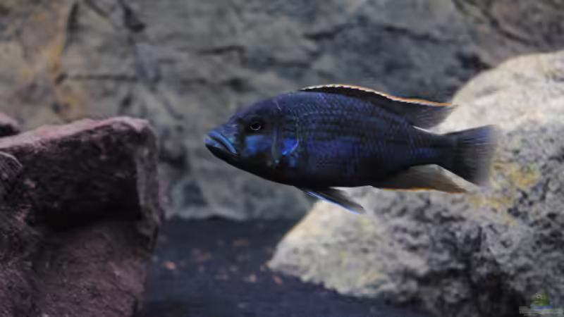 Langsam.....sehr langsam kommt a bissl Farbe ins Spiel von Manni (5)