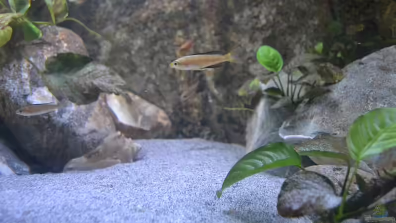 langsam bekommen die Cypris Farbe von falleb (29)