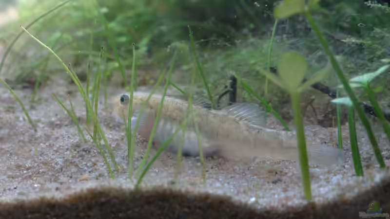 Langsam erholen sie sich.. von paris (33)