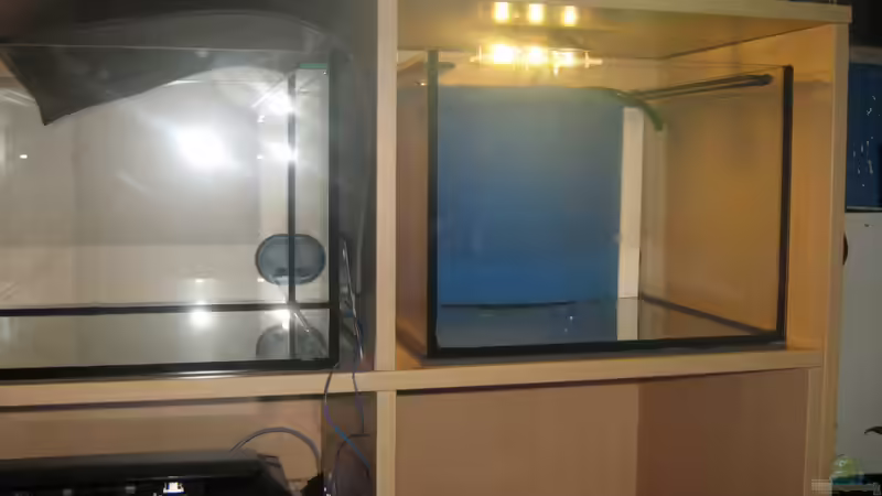 Langsam gehts los links kommen später die Perlhühner rein, rechts die A. Borelli von chrisi01 (14)