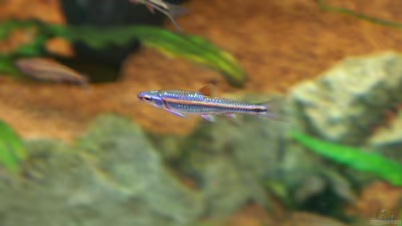 langsam kann man erkennen warum sie ´Rainbow Shiner´ heissen  von Christian Zwick (35)