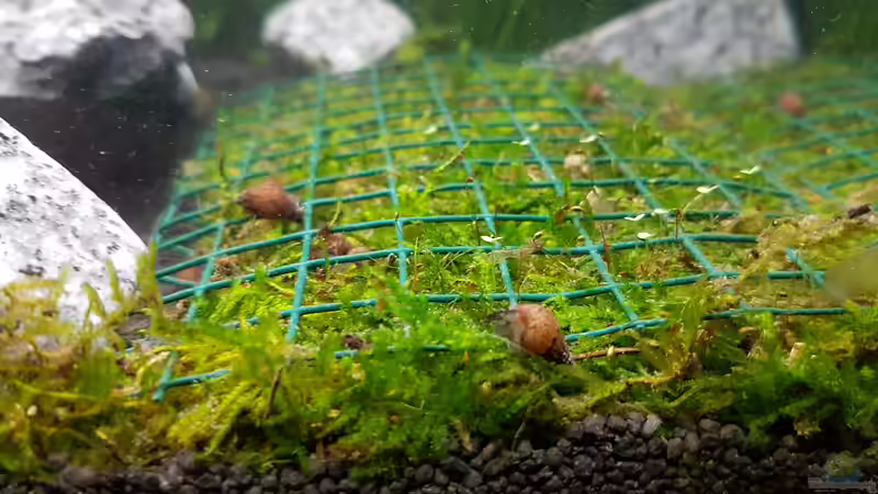 langsam wächst das Moos etwas aus dem Gitter von susie123 (3)