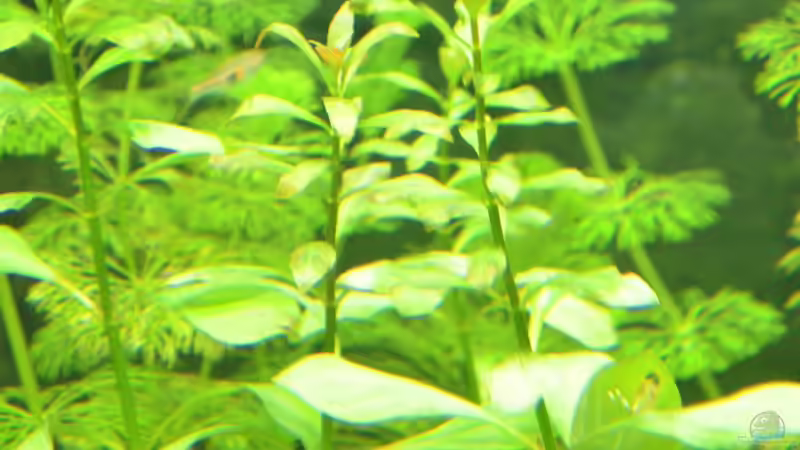 langsam wird die rote Ludwigia rot :) von gefjon (8)