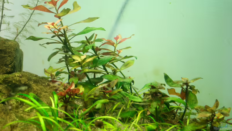 langsam wird se rot von Triameh (9)