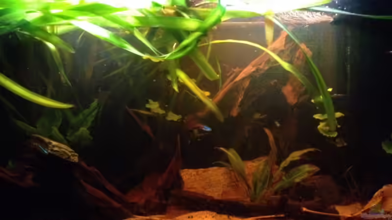 Langsam wirds zu einem Dschungel!! 23.12.2013 von der Steirer (10)