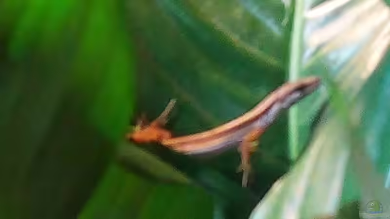 langschwanzeidechse von M.G (18)