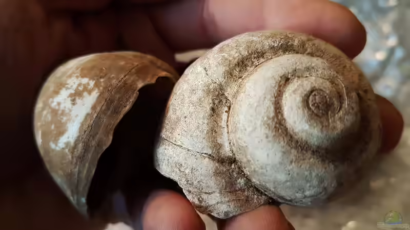 Lanistes nyassanus - Malawisee Schnecken von Florian Bandhauer (41)