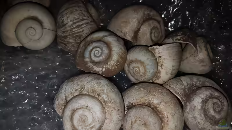 Lanistes nyassanus - Malawisee Schnecken von Florian Bandhauer (8)