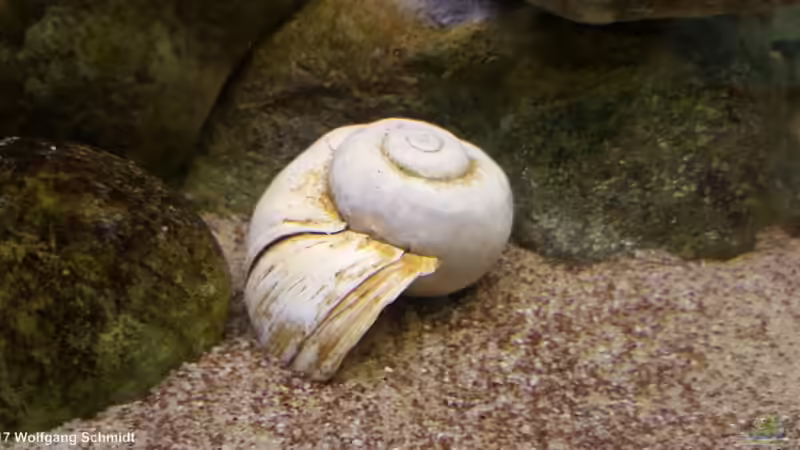 Lanistes nyassanus (Malawi Schneckenhaus) von Bämbel (9)