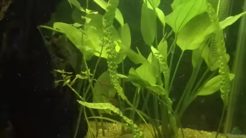 Lanstielige Echinodora die im hinteren Beckenbereich eine Art Gruppe bilden soll von Boreas (2)