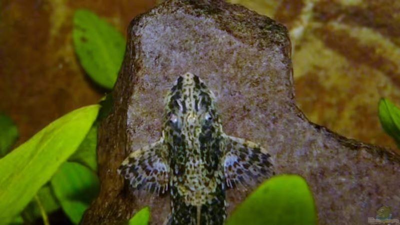 Rineloricaria lanceolata im Aquarium halten (Einrichtungsbeispiele für Lanzenharnischwelse)