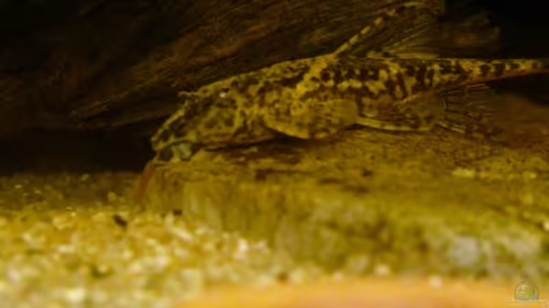 Rineloricaria lanceolata im Aquarium halten (Einrichtungsbeispiele für Lanzenharnischwelse)