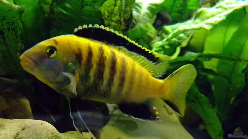 Lapidochromis caeruleus von Daywalker-one (7)