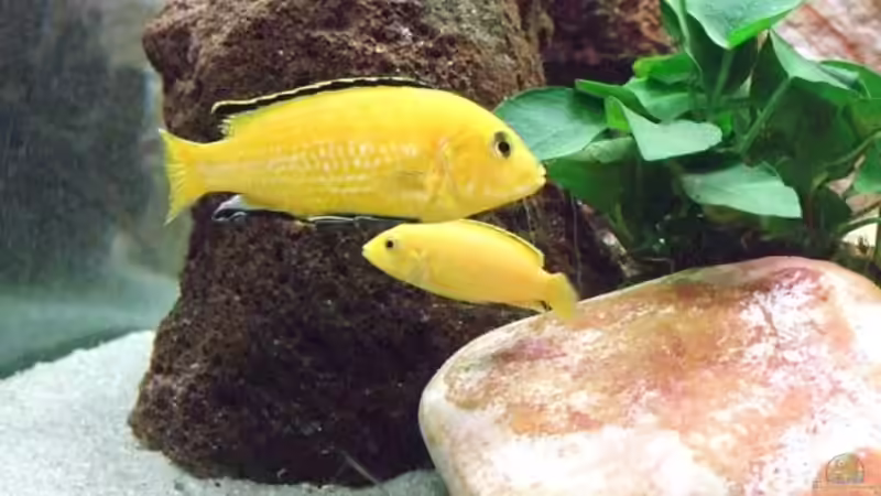 Lapidocrhomis Yellow von Daniela Birrer (4)