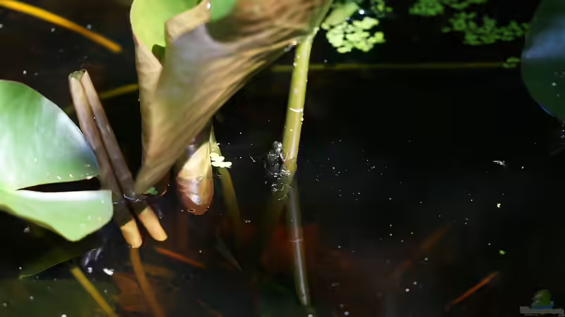 Larve B-G Mosaikjungfer beim Verlassen des Wassers von Goldfisch (19)