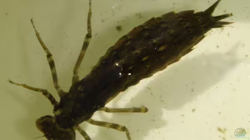 Larve Blaugrüne Mosaikjungfer von Goldfisch (17)