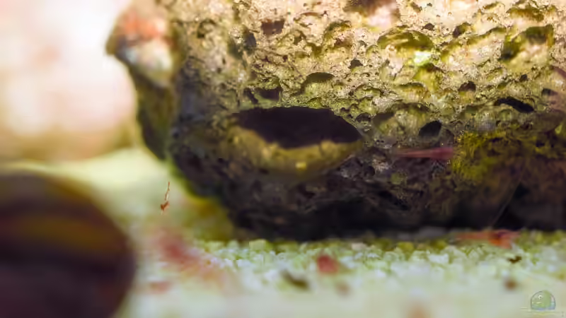 Larve von Halocaridina rubra 12.04.2020 von Acki50 (23)