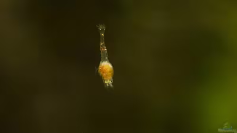 Larve von Halocaridina rubra von Acki50 (5)