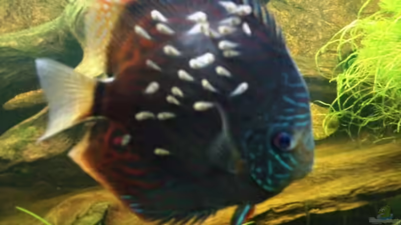 Larven 7 Tage alt von Blue2 (30)