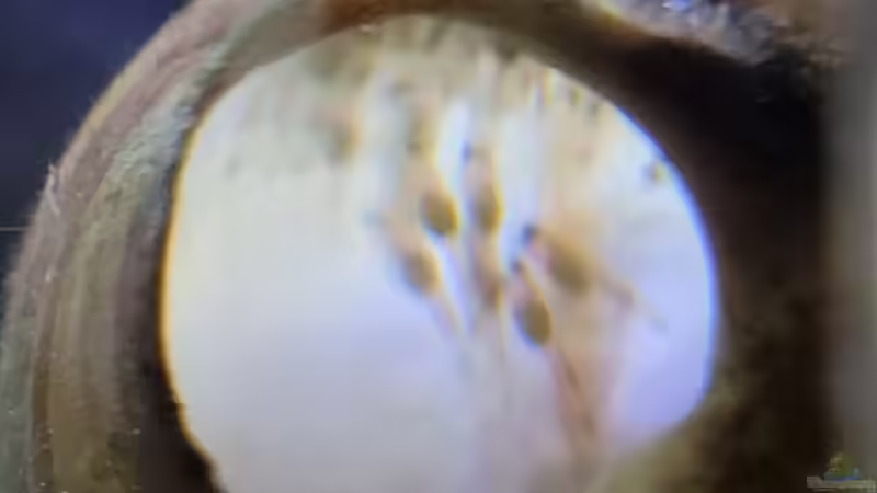 Larven von Altolamprologus compressiceps Mandarin kilima von Chris Heerwagen (81)