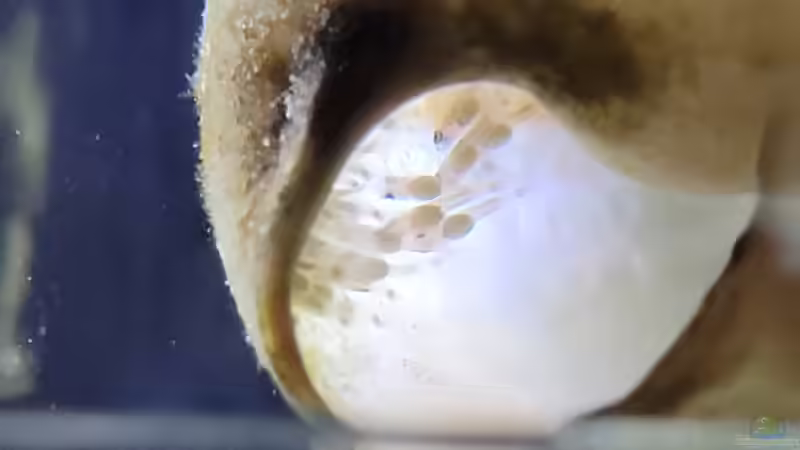 Larven von Altolamprologus compressiceps Mandarin Kilima von Chris Heerwagen (82)