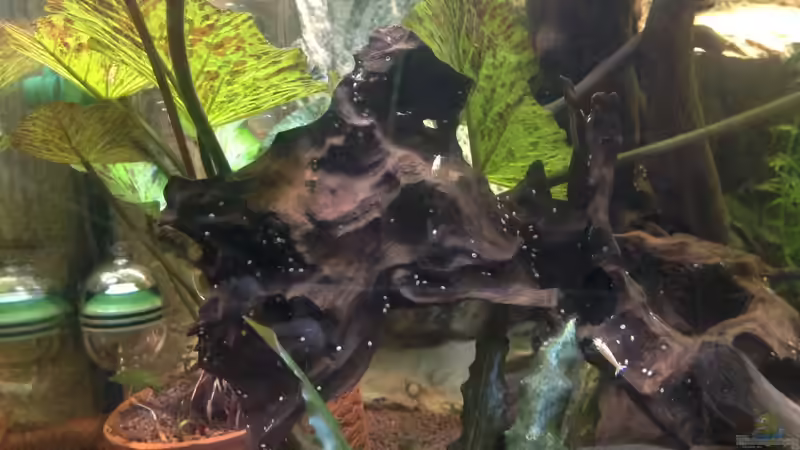 lat. Caridina cf. cantonensis von Svenja Zeidler (22)