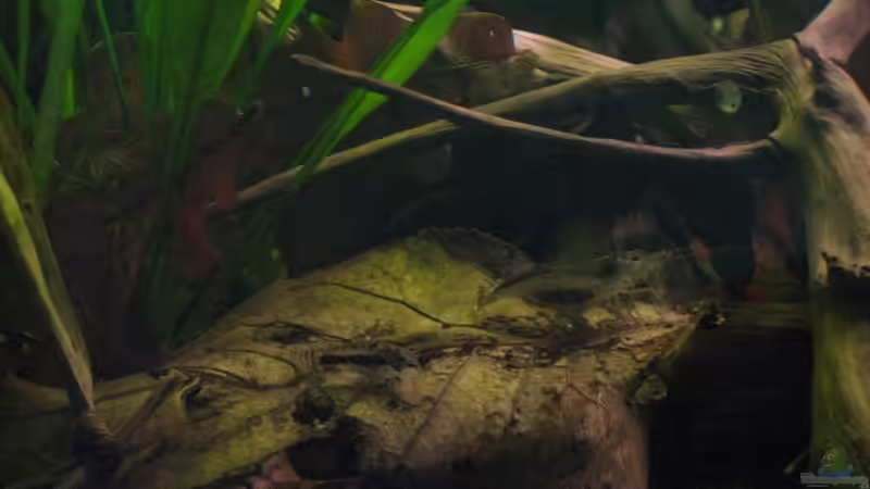 Laub, Amano, Holz, Corys..... von Jemafa (39)