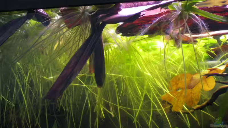 Laub, Seemandelbaumblatt und Bananenbaumblatt von Jemafa (40)