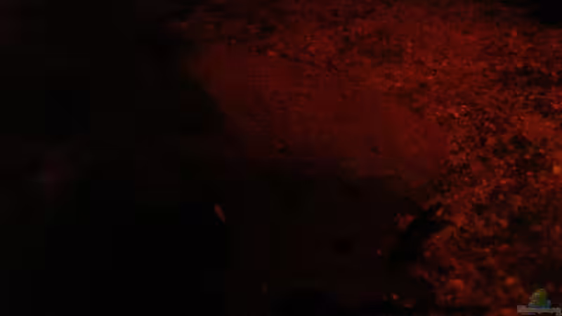 Laub, Steine & Sand /21.06.2013/ von Südamerikafreak BK (40)