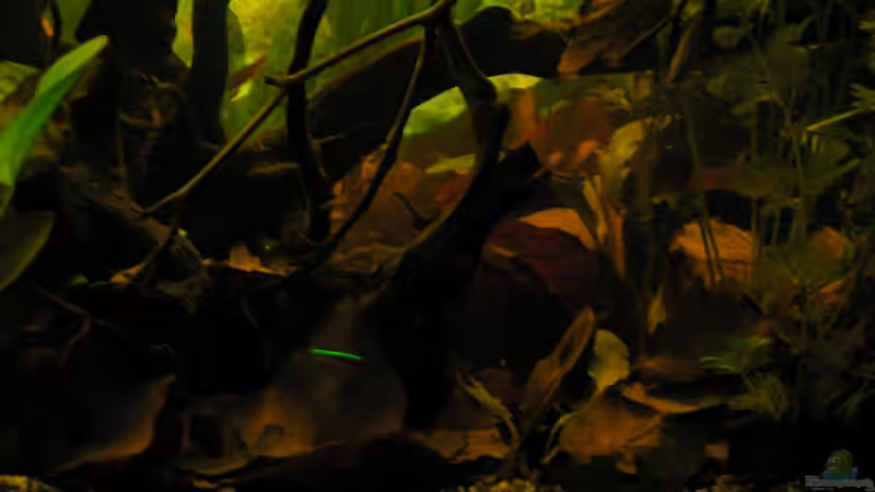 Laub, Wurzel und Tontöfe  von Peggy (25)