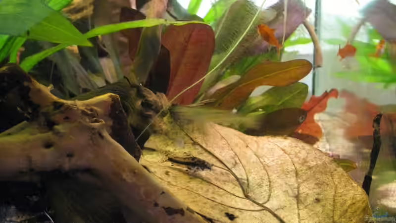 Laub, Wuzeln und Fische von Jemafa (38)