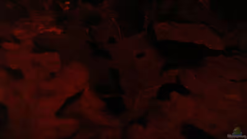 Laub am 15.06.2013 von Südamerikafreak BK (48)