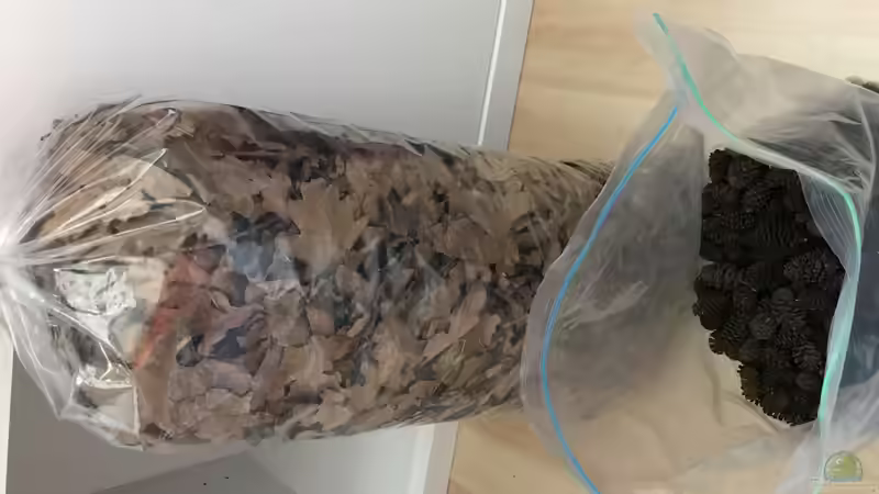 Laub aus dem Wald von Raven887 (25)