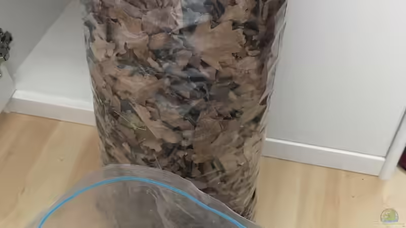 Laub aus dem Wald von Raven887 (33)