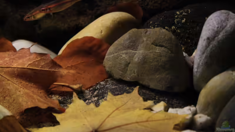 Laub eine der Komponenten für dieses Projekt von Florian Bandhauer (34)