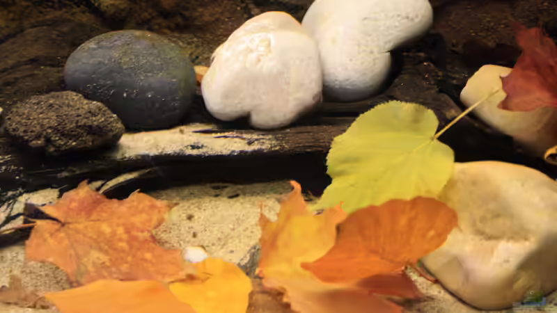 Laub fällt auch in suggerierte Berbbäche von Florian Bandhauer (42)